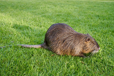 Wet nutria sits in the green grass in a city park