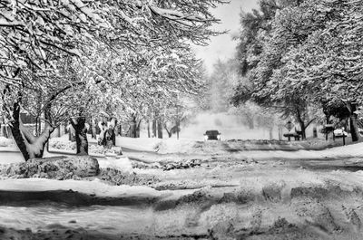 Snow covered trees on field at park