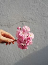 Cropped image of hand holding pink flowers against wall