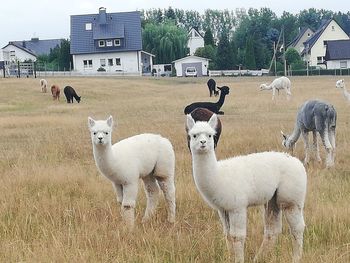 Flock of sheep in a field