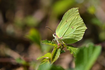 Close-up of insect on leaf