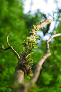 Close-up of plant growing on tree