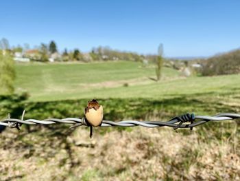 Close-up of barbed wire on fence against sky