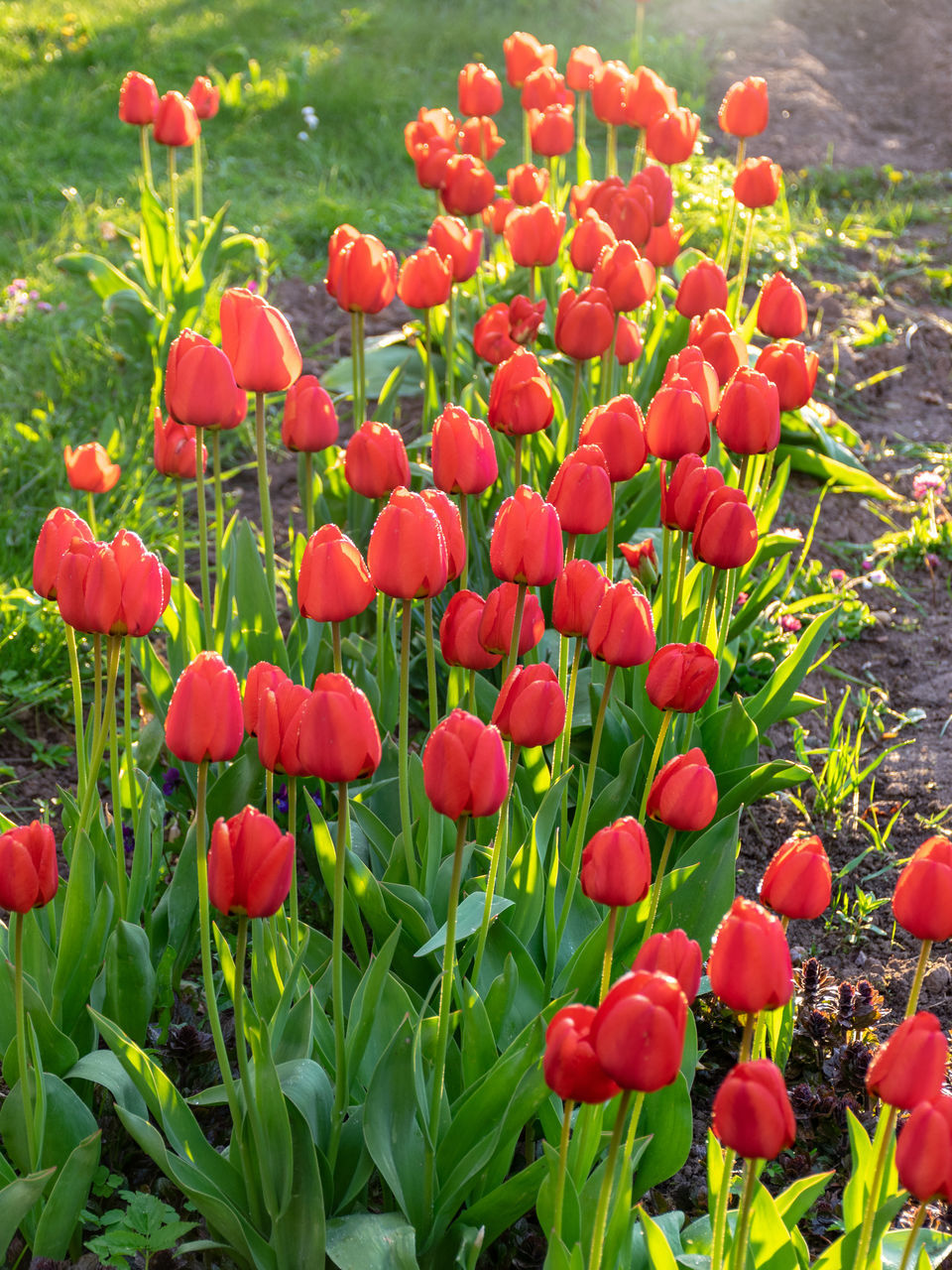 plant, flower, freshness, flowering plant, red, growth, beauty in nature, nature, field, fragility, land, no people, tulip, day, green, close-up, petal, flower head, inflorescence, outdoors, plant part, leaf, springtime, poppy, flowerbed, botany, landscape, food, abundance, garden