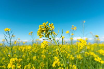 Yellow flowering plants on field against clear blue sky