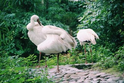 White stork in forest