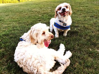 Dogs in a field