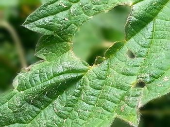 Close-up of fresh green leaf