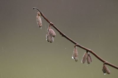 Close-up of wet flowers on twig