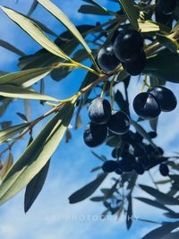 Low angle view of fruits on tree against sky