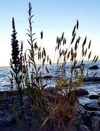 Plants growing on beach against sky