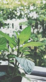 Close-up of fresh green plant