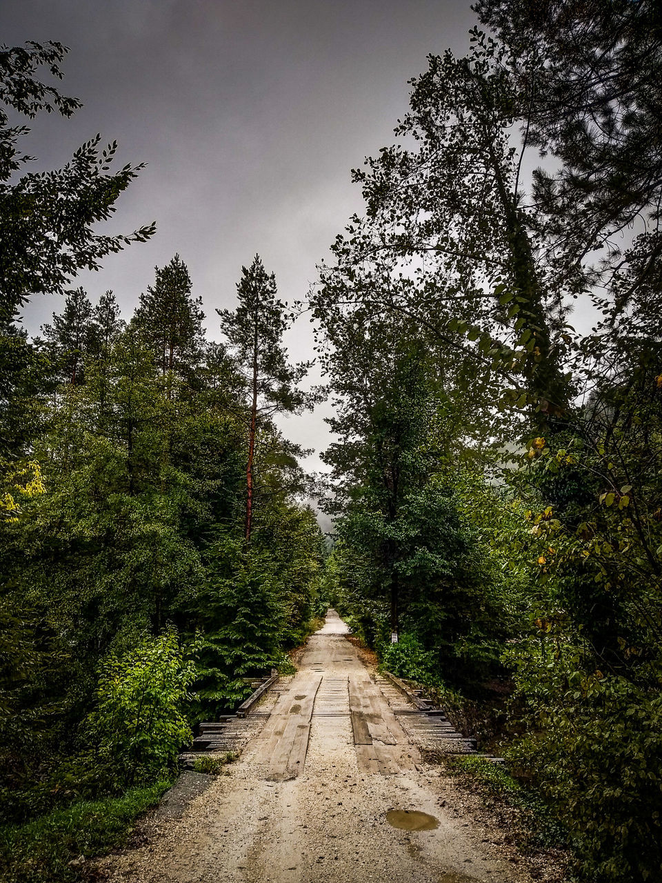 DIRT ROAD AMIDST TREES IN FOREST