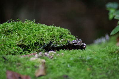 Close-up of moss on grass