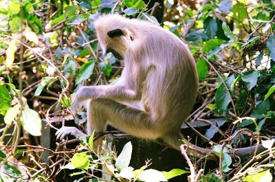 Close-up of monkey outdoors