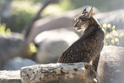 Close-up of cat