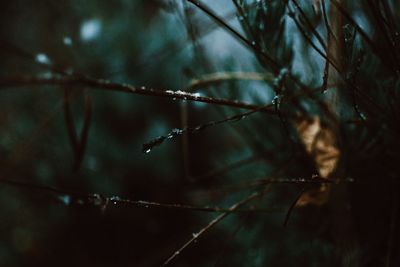 Close-up of wet branches during winter