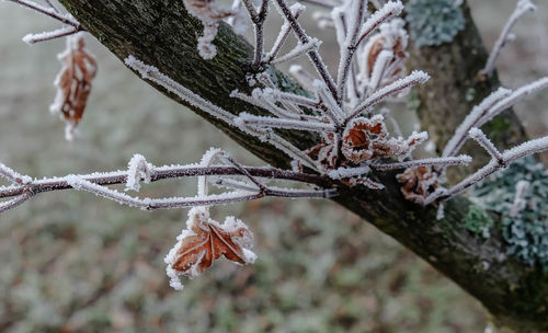 Close-up of frozen pine tree during winter