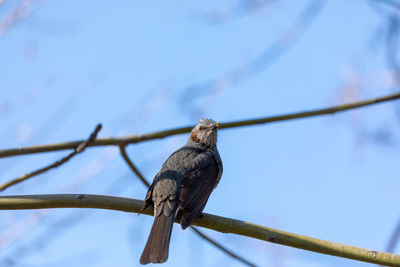 Low angle view of bird perching on cable against sky