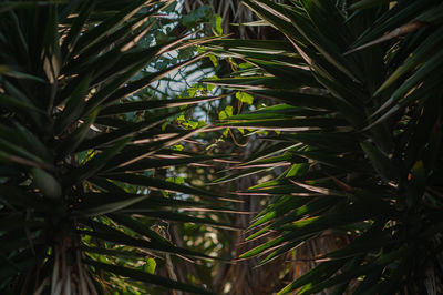 Low angle view of palm trees