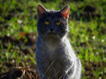 Close-up portrait of a cat