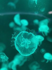 Close-up of jellyfish swimming in sea