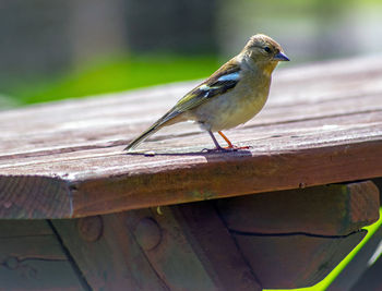 Close-up of bird perching on wood