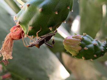 Close-up of insect on plant