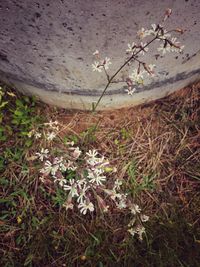 Close-up of flowers blooming on field