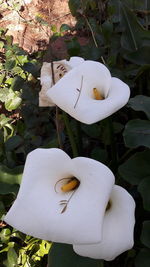 High angle view of white flowers blooming outdoors