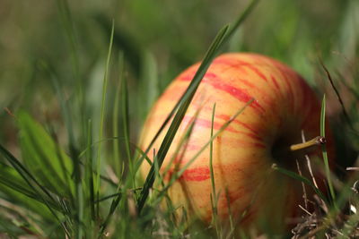 Close-up of fresh fruit in field