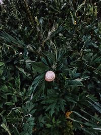 Close-up of snail on tree