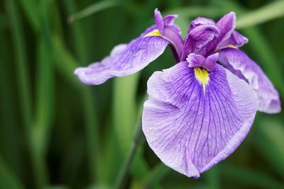 Close-up of purple flowering plant