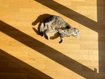High angle view of a cat
