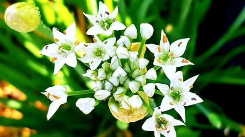 Close-up of white flowering plant