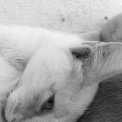 Close-up of a dog sleeping