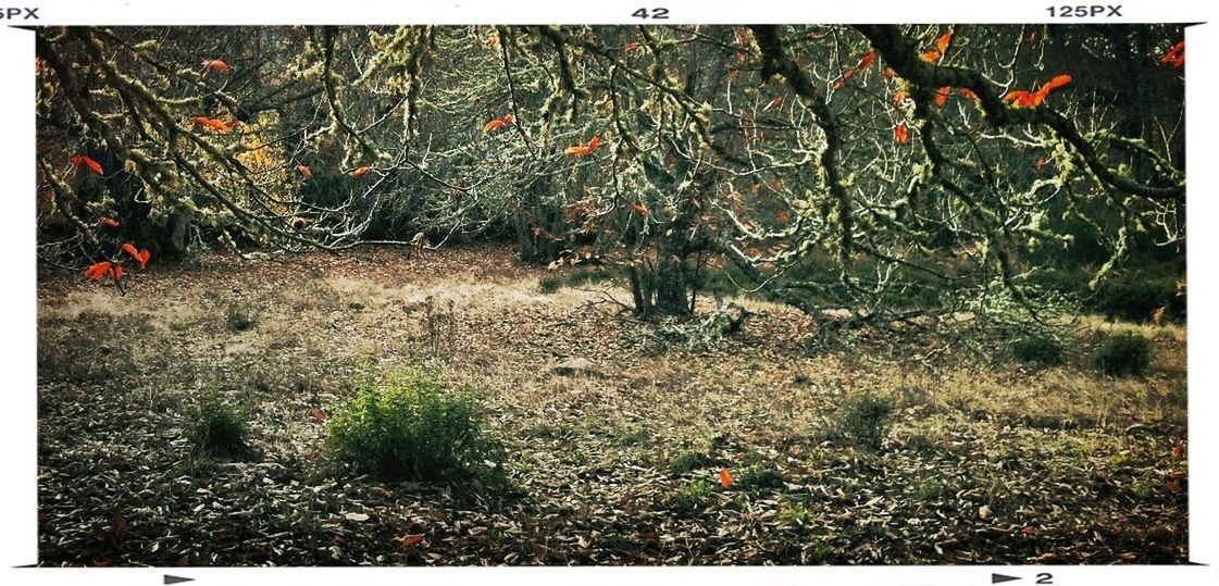 transfer print, auto post production filter, plant, growth, high angle view, nature, field, leaf, dry, grass, day, outdoors, autumn, no people, fallen, tranquility, sunlight, growing, ground, abundance