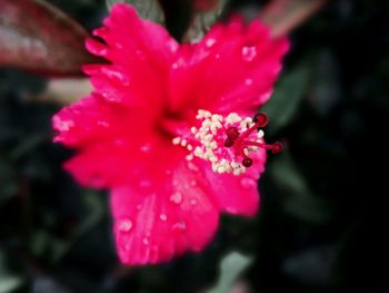 Close-up of pink flower blooming outdoors