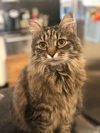 Close-up portrait of tabby cat at home