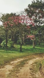 View of trees against sky