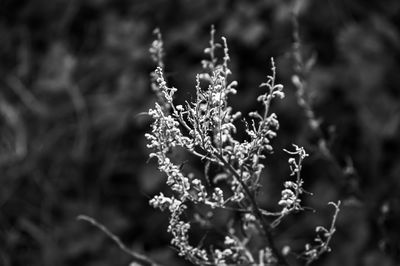 Close-up of frozen plant