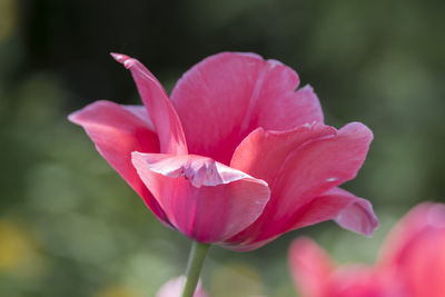 Tulip flower in spring in the garden