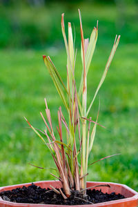 Close-up of plant growing on field