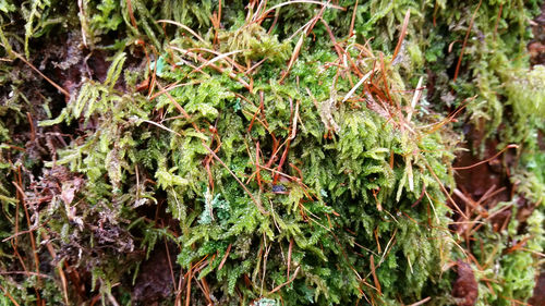 Plants growing on a tree