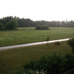 Trees on grassy field