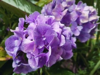 Close-up of purple flowers blooming outdoors