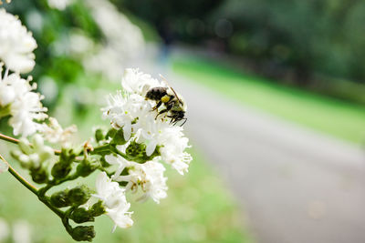 Close-up of bee on flower