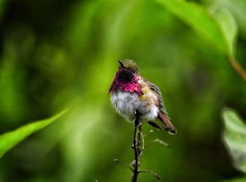 Close-up of bird perching on plant