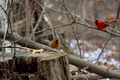 Bird perching on branch