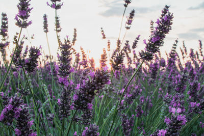 Close-up of purple flowering plants on field against sky